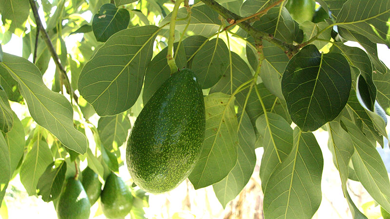 Abacateiro Folhas (Persea gratissima)