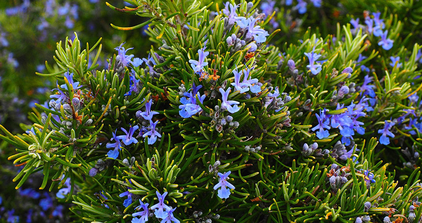 Alecrim Rosmarinus Chá Planta Medicinal