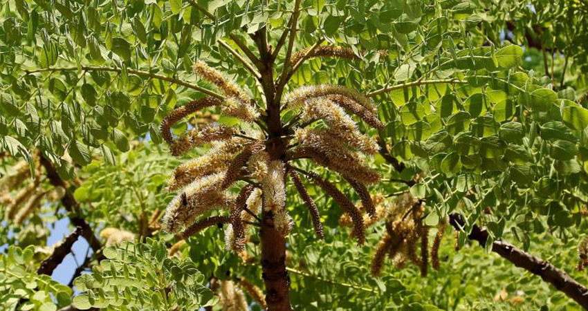 Barbatimão Chá Planta Medicinal