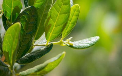 Boldo do Chile Chá e Planta Medicinal