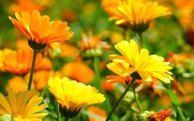 Calêndula Flores - Chá e Planta Medicinal