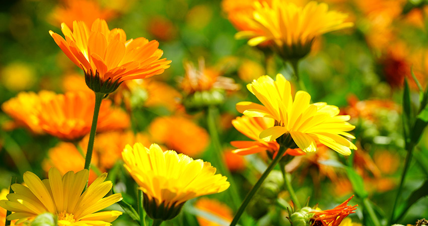 Calêndula (Calendula officinalis)