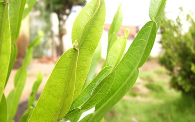 Carqueja Amarga Chá Planta Medicinal