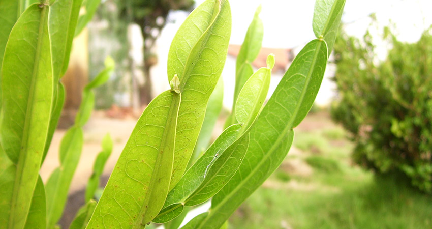 Carqueja Amarga Chá Planta Medicinal