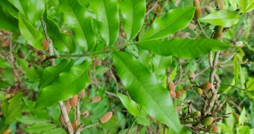 Catuaba Chá Planta Medicinal