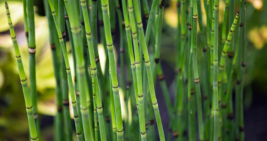 Cavalinha (Equisetum hyemale)