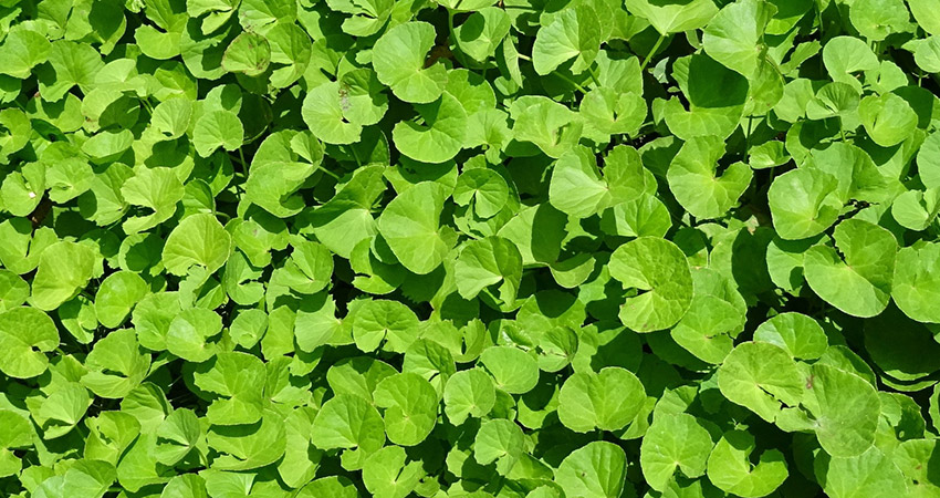 Centela Asiática chá e planta medicinal