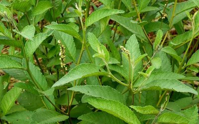 Erva Baleeira cordia verbenacea cha planta medicinal