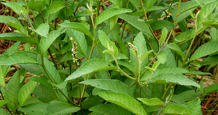 Erva Baleeira cordia verbenacea cha planta medicinal