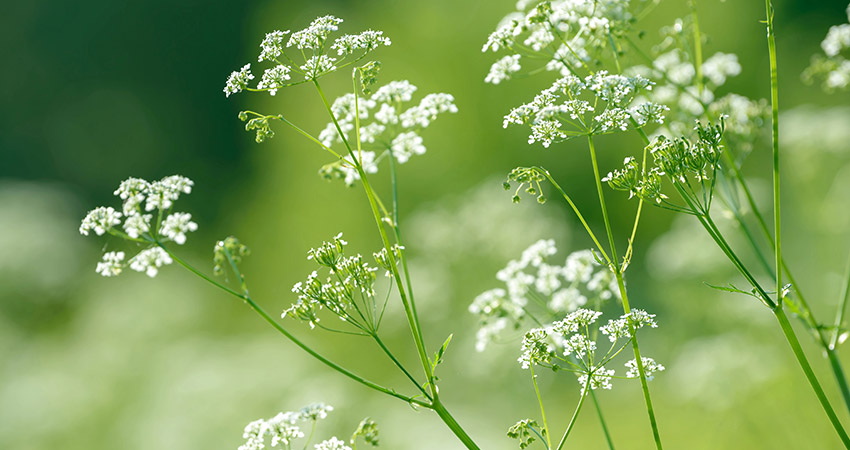 Erva Doce (Pimpinella anisum)
