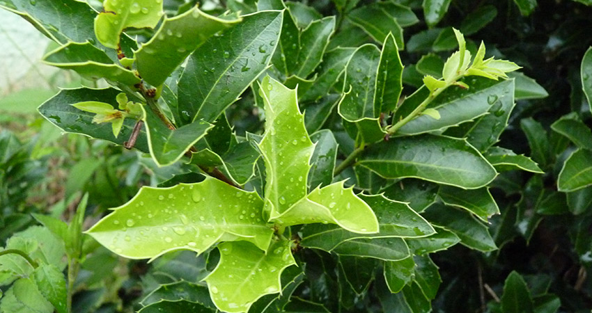 Espinheira Santa Maytenus ilicifolia cha planta medicinal