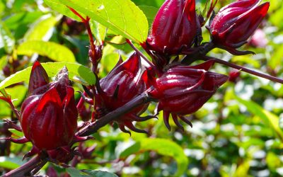 Hibiscus hibisco cha planta medicinal
