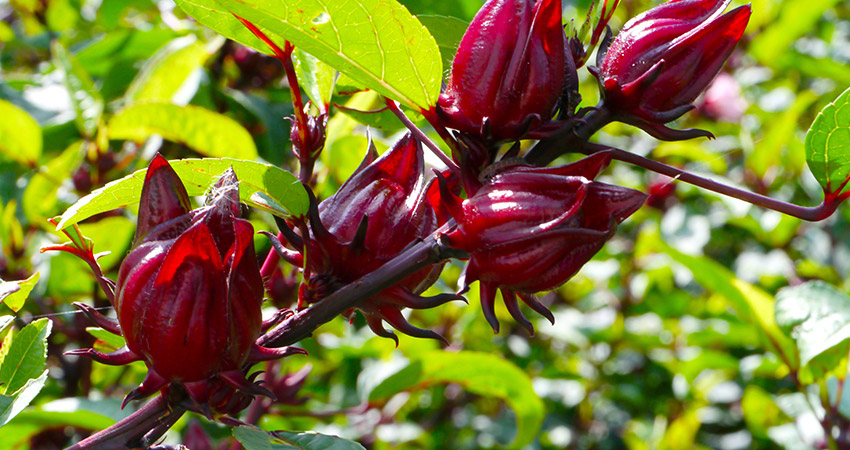 Hibiscus hibisco cha planta medicinal