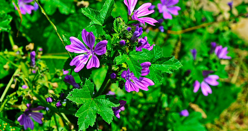 Malva Silvestre Chá Planta Medicinal