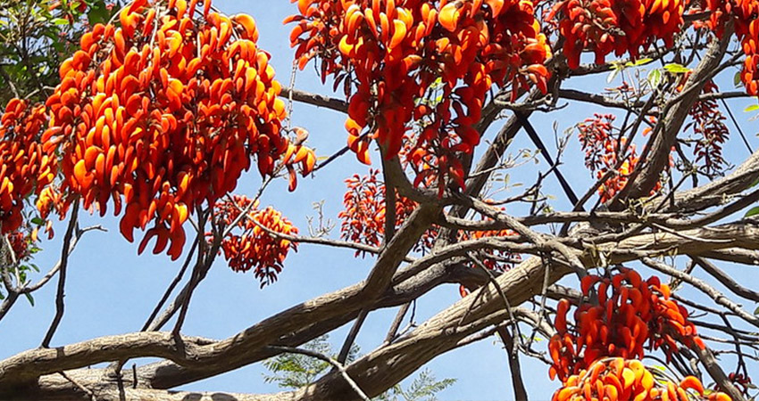 Mulungu Chá Planta Medicinal