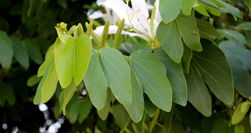 Pata de Vaca Chá Planta Medicinal