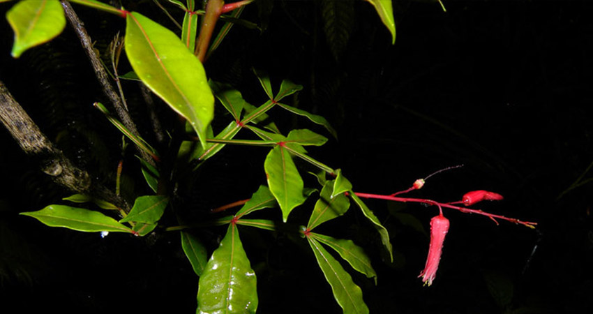 Quassia Chá Planta Medicinal