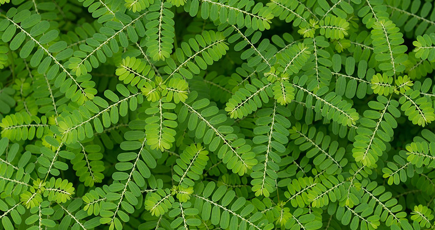 Quebra Pedra (Phyllanthus niruri L.)