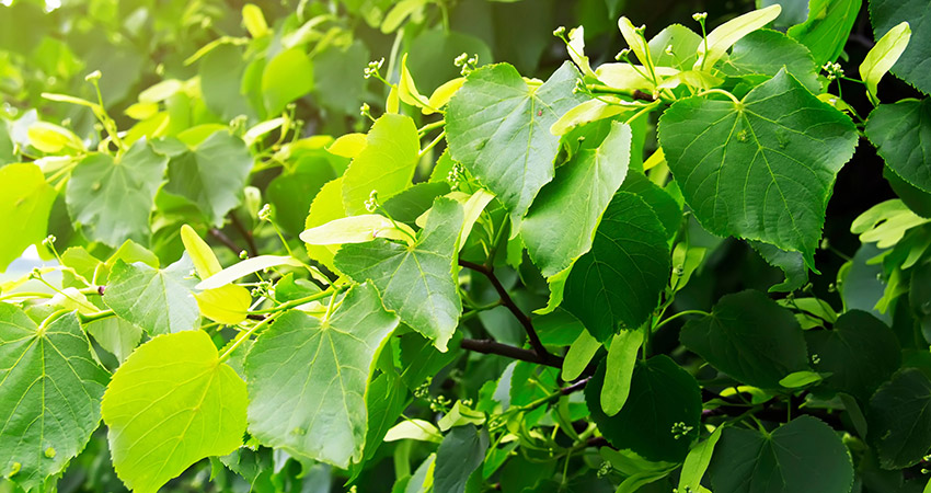 Tilia Chá Planta Medicinal