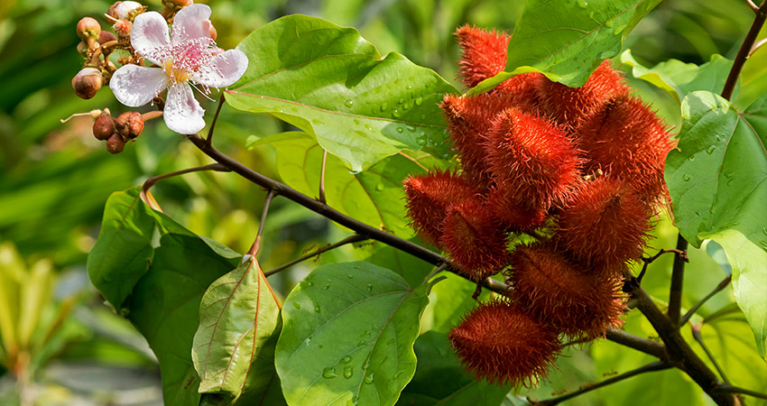 Urucum Chá Planta Medicinal