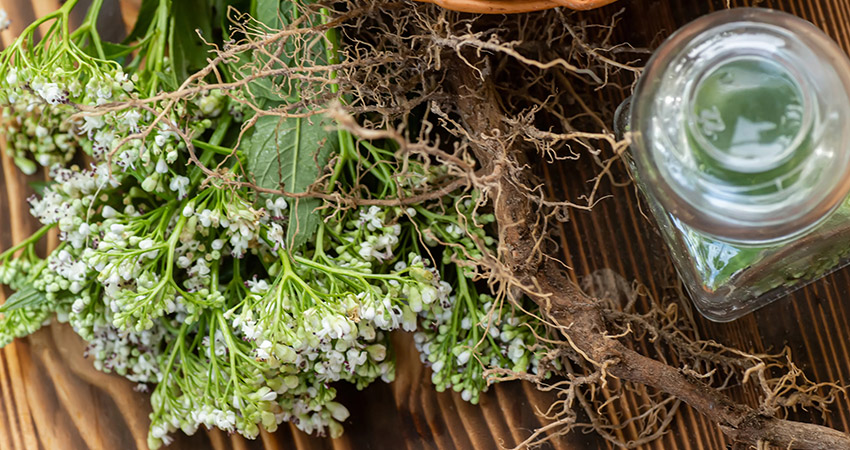 Valeriana Chá Planta Medicinal